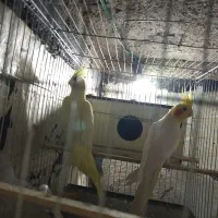عروس هلندی