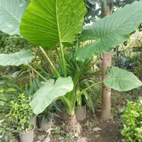 گل و‌گیاه|گل و گیاه طبیعی|چالوس, |دیوار