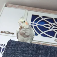 عروس هلندی گول باقله ی