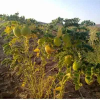 چیدن نخود دربیست کیلومتری زنجان