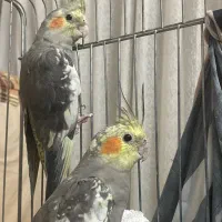 عروس هلندی نر و ماده