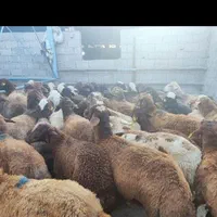 گوسفند زنده حیدر آباد ظفر یاس جواد آباد شکم خالی|حیوانات مزرعه|کرج, حیدرآباد|دیوار