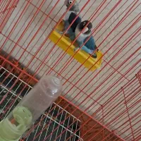 فروشی|پرنده|خوی, |دیوار