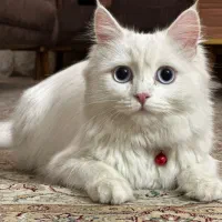 گربه پرشین اصیل چشم ابی