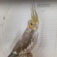 عروس هلندی ماده