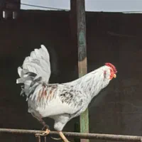 غاز