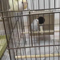 کوتوله بریزلی