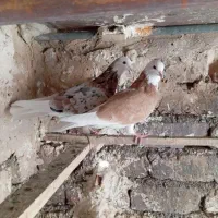 یک جفت کبوتر عطیقه  شازده زرد با شازده هفت رنگ|پرنده|گالیکش, |دیوار