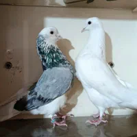 تعدادی مایه کفتر کفتر قم و غریب گیری