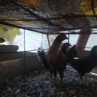 مرغ و خروس معاوضه|حیوانات مزرعه|کوهمره, |دیوار