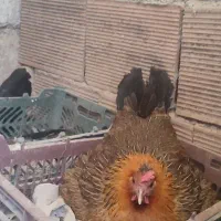 خروس مرغ نمیچه گلین لری اصیل