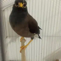 مرغ مینا نر ۷ماهه