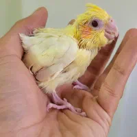 عروس هلندی جوجه