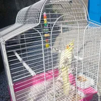 فروش عروس هلندی|پرنده|املش, |دیوار