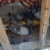 کبوتر پر سگ ذات|پرنده|سامان, |دیوار