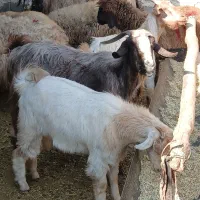 بز کهره دار داشتی|حیوانات مزرعه|مرودشت, مختارآباد|دیوار