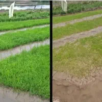 نمایندگی تنها کود ارگانیک کشور هیومیک محرک رشد