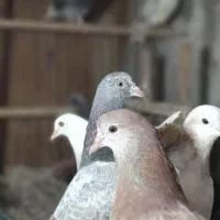 چندکبوتر جوان وجوجه پرشی