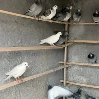 کبوتر پلاکی|پرنده|معصومیه, |دیوار