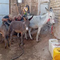 چند عدد الاغ جوان