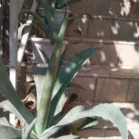 گل آگاو سبز