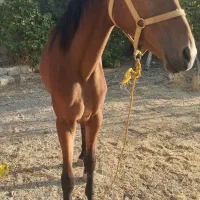 مادیون ترکمن