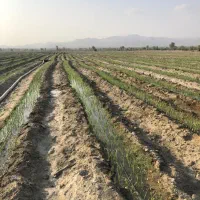 ده هکتار زمین کشاورزی هامین ناصراباد