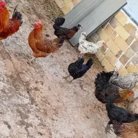 مرغ خروس تخم گذار محلی گلین لهستانی