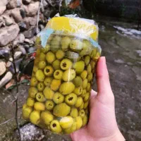 روغن زیتون شهرستان طارم-شمال