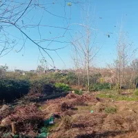 فروش فوری زمین مسکونی نسق  احمدگوراب رشت)|فروش زمین و ملک کلنگی|رشت, احمد گوراب|دیوار