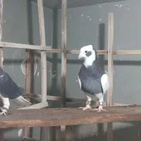 کبوتر رنگی|پرنده|تهران, شهرک علم و فناوری|دیوار