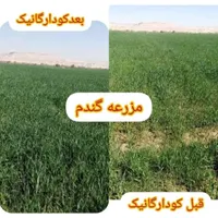 کود ارگانیک افزایش محصولات چندبرابر|گل و گیاه طبیعی|مشهد, کلاهدوز|دیوار