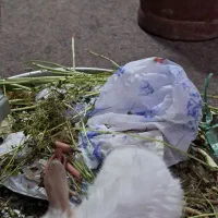خرگوش لپ|موش و خرگوش|بوشهر, |دیوار