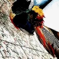 پرنده لیدی بسیار زیبا