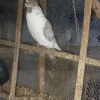 هردوتا نر مست آماده جفت گیری