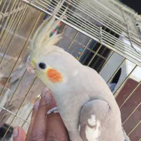 جوجه عروس هلندی