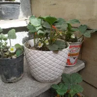 بهترین نژاد توت فرنگی  ۴فصل میوه ضمانتی