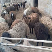 بره نردشتی