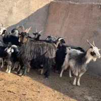 بز.بزغاله.بز بزغاله دار