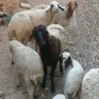 میش با بره نر
