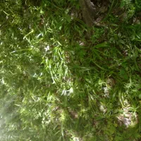 استا چاه کن و کنده کاری