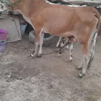 گاو جرسی با گوساله ماده