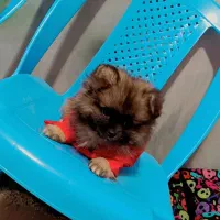 پامرین پکینز با اصالت|سگ|تبریز, |دیوار