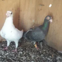 کبوتریاپرنده