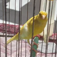 قناری نر