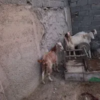 بز نر وماده آبستن|حیوانات مزرعه|شهریار, دهشاد بالا|دیوار