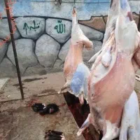 گوسفند زنده ذبح شرعی قصاب. گوسفند فروشی جعفری|خدمات پذیرایی، مراسم|مشهد, جاهد شهر|دیوار