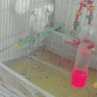 عروس هلندی|پرنده|بناب, |دیوار