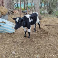 گوساله نر دورگ محلی