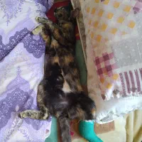 سلام وادب ۴تا بچه گربه واگذار می‌شود